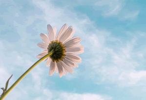 全城热议：向日葵app下载牵扯出的故事 · 档案7796